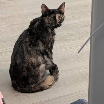 Emmy -  Domestic Short Hair Cat for Adoption in Austin, Texas - Emmy | PetCurious