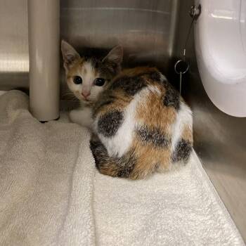 Mari -  Domestic Short Hair Cat for Adoption in Philadelphia, Pennsylvania - Mari | PetCurious
