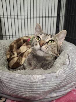 MAY -  Tabby Cat for Adoption in Ironwood, Michigan - MAY | PetCurious