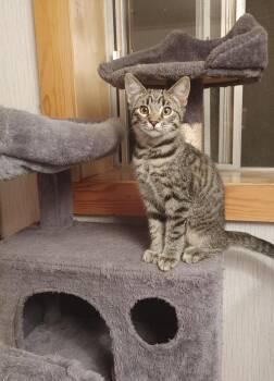 Rescue Domestic Short Hair Cats for Adoption in Springfield, Oregon - Bobcat And Tiger Lily - Bonded Pair | PetCurious