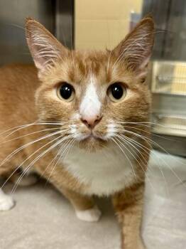 Domestic Short Hair Cats Available for Adoption in Wichita, Kansas - Blaze | PetCurious