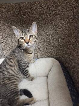 Jennifer Pawrence -  Domestic Short Hair Cat for Adoption in Jackson, Tennessee - Jennifer Pawrence | PetCurious