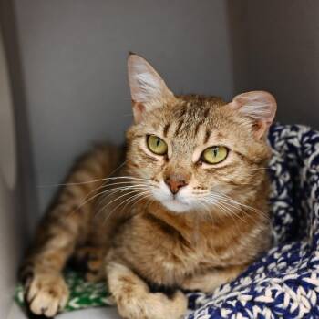Marsha -  Domestic Short Hair Cat for Adoption in Seattle, Washington - Marsha | PetCurious
