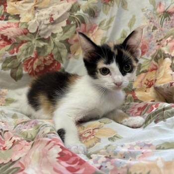 Zara -  Domestic Short Hair Cat for Adoption in Hawthorne, California - Zara | PetCurious