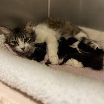 Calzone -  Domestic Medium Hair Cat for Adoption in Sonoma, California - Calzone | PetCurious