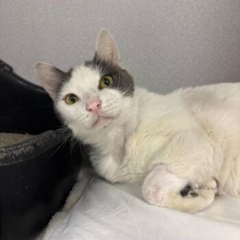 Domestic Short Hair Cats Available for Adoption in Los Angeles, California - Snoopy | PetCurious