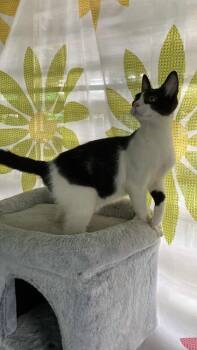 Rescue Domestic Short Hair Cats for Adoption in New Bedford, Massachusetts - Luke | PetCurious