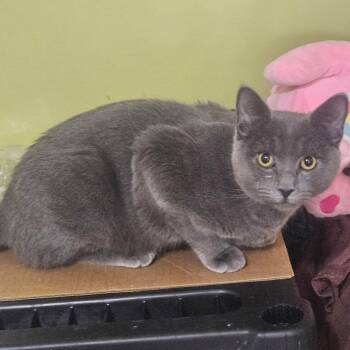 Domestic Short Hair Cats Available for Adoption in Winston-salem, North Carolina - Sully | PetCurious