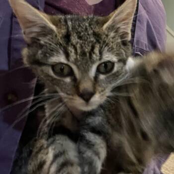 Fiero -  Domestic Short Hair Cat for Adoption in Durham, North Carolina - Fiero | PetCurious