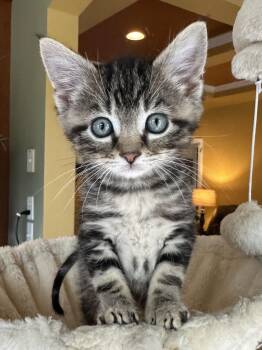 Domestic Short Hair Cats Available for Adoption in Lemoyne, Pennsylvania - Bok Choy | PetCurious