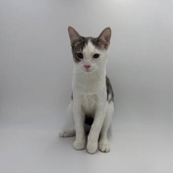 Banoffee -  Domestic Short Hair Cat for Adoption in State College, Pennsylvania - Banoffee | PetCurious
