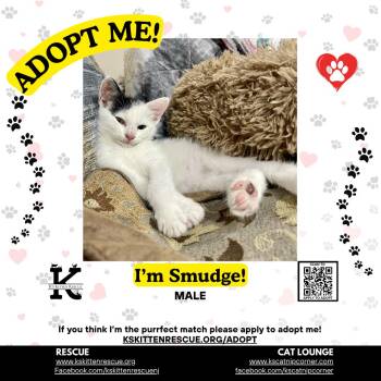 Smudge -  Domestic Short Hair Cat for Adoption in OSBORNVILLE, New Jersey - Smudge | PetCurious