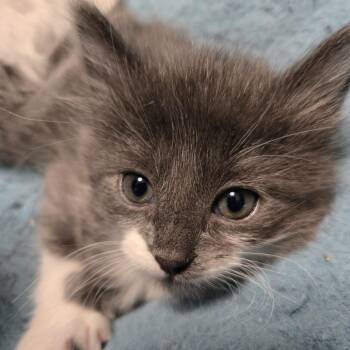 Domestic Short Hair Cats Available for Adoption in San Antonio, Texas - Spec | PetCurious