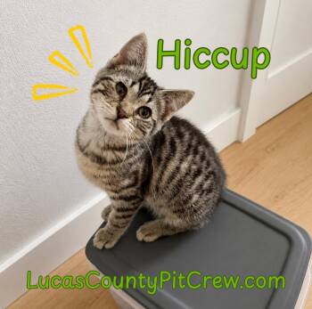 Hiccup -  Tabby and American Shorthair Cat for Adoption in Toledo, Ohio - Hiccup | PetCurious