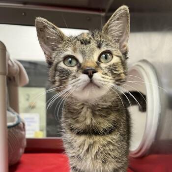 Corset -  Domestic Short Hair Cat for Adoption in York, Pennsylvania - Corset | PetCurious