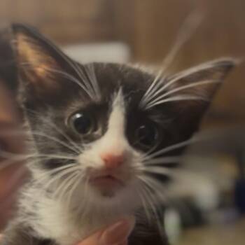 Ash -  Domestic Short Hair Cat for Adoption in Midland, Texas - Ash | PetCurious