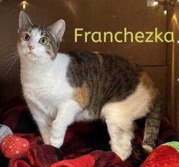 Franchezka -  Domestic Short Hair Cat for Adoption in Bridgewater, New Jersey - Franchezka | PetCurious