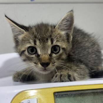 Brooklyn -  Domestic Short Hair Cat for Adoption in Tampa, Florida - Brooklyn | PetCurious