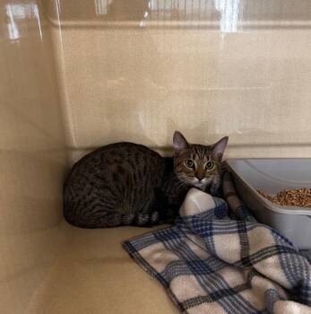 Domestic Short Hair Cats Available for Adoption in Gautier, Mississippi - Master Swordmaker | PetCurious