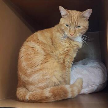 Domestic Short Hair Cats Available for Adoption in Middlebury, Vermont - Ferdinand | PetCurious