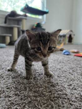 Domestic Short Hair Cats Available for Adoption in Virginia Beach, Virginia - Locke | PetCurious