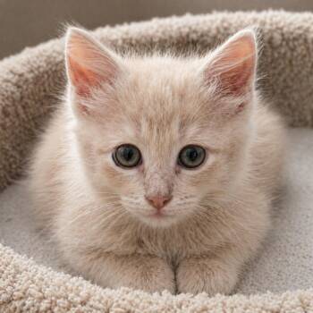 Domestic Long Hair Cats Available for Adoption in Hillsboro, Texas - Lochlyn — Soft, Sweet, And Made For Snuggles | PetCurious