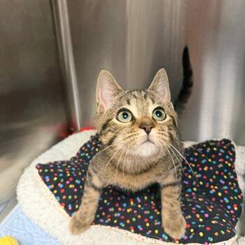 Scott -  Domestic Short Hair and Mixed Breed Cat for Adoption in Waynesville, North Carolina - Scott | PetCurious