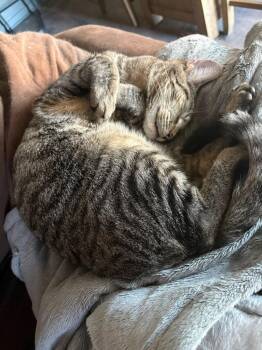 Domestic Short Hair Cats Available for Adoption in Kinston, North Carolina - Boolean | PetCurious