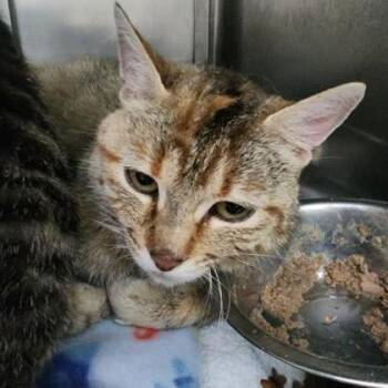 Jamie -  Domestic Short Hair Cat for Adoption in Baraboo, Wisconsin - Jamie | PetCurious
