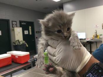 A1906716 -  Domestic Short Hair Cat for Adoption in Thousand Palms, California - A1906716 | PetCurious