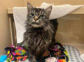 KATIE -  Domestic Medium Hair Cat for Adoption in Fort Wayne, Indiana - KATIE | PetCurious