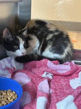 Domestic Short Hair Cats Available for Adoption in Pearland, Texas - MALIBU | PetCurious