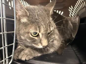 Domestic Short Hair Cats Available for Adoption in Charlotte, North Carolina - PAW PAW | PetCurious