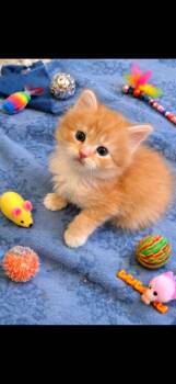 Domestic Short Hair Cats Available for Adoption - Cheese Ball | PetCurious