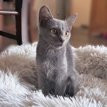 Grazie (Russian Blue Mix) -  Russian Blue and Domestic Short Hair Cat for Adoption in Allen, Texas - Grazie (Russian Blue Mix) | PetCurious