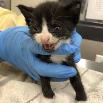 Crabby Patty -  Domestic Short Hair Cat for Adoption in Oak Park, Illinois - Crabby Patty | PetCurious