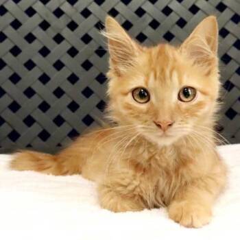 Crookshank -  Domestic Short Hair Cat for Adoption in Midland, Texas - Crookshank | PetCurious
