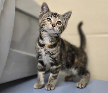 GRETCHEN WIENERS -  Domestic Short Hair Cat for Adoption in Aliquippa, Pennsylvania - GRETCHEN WIENERS | PetCurious