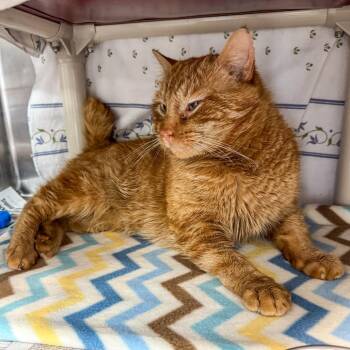 Domestic Short Hair Cats Available for Adoption - Tom | PetCurious