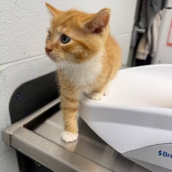 Clarence -  Domestic Short Hair Cat for Adoption in Parkersburg, West Virginia - Clarence | PetCurious