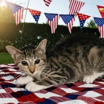 STAR -  Domestic Short Hair Cat for Adoption - STAR | PetCurious