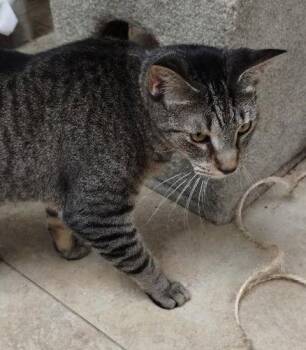 Domestic Short Hair Cats Available for Adoption - Julie | PetCurious