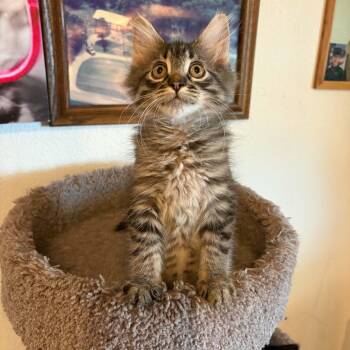 Harry -  Domestic Long Hair Cat for Adoption in Sedalia, Missouri - Harry | PetCurious