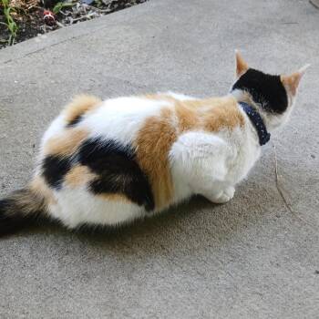 Missy -  Domestic Short Hair Cat for Adoption in Pittsburg, Kansas - Missy | PetCurious
