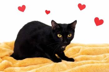 Domestic Short Hair Cats Available for Adoption - LEO | PetCurious