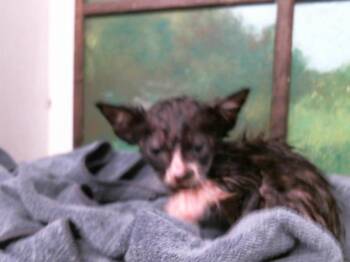 Domestic Short Hair Cats Available for Adoption in Houston, Texas - ASH | PetCurious