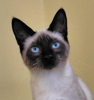 Starburst -  Siamese Cat for Adoption in Eugene, Oregon - Starburst | PetCurious