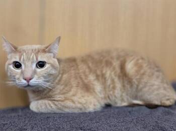 Domestic Short Hair Cats Available for Adoption in Brentwood, Missouri - BENNY | PetCurious