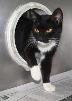 Jenna -  Domestic Short Hair Cat for Adoption in New Orleans, Louisiana - Jenna | PetCurious