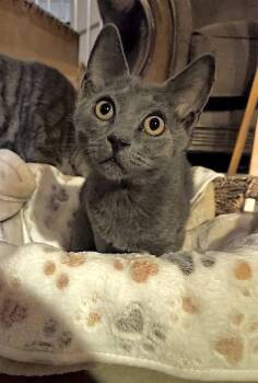 Guppy -  Domestic Short Hair and Russian Blue Cat for Adoption in Mesa, Arizona - Guppy | PetCurious